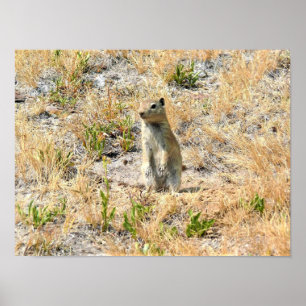 Poster Prairie Dog em Yosemite, CA