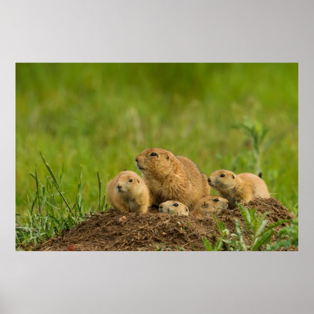 Poster Prairie Dog Family on Den (Frente)