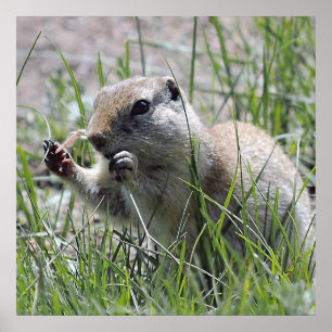 Pôster Prairie Dog Lunch Break