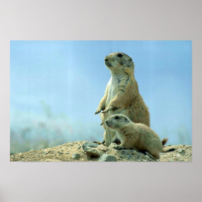 Poster Prairie Dog Mãe E Bebê (Frente)