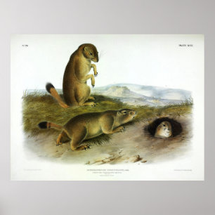 Poster Prairie Dog, Prairie Marmot-Squirrel, por Audubon