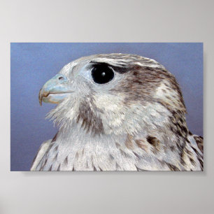 Pôster Prairie Falcon