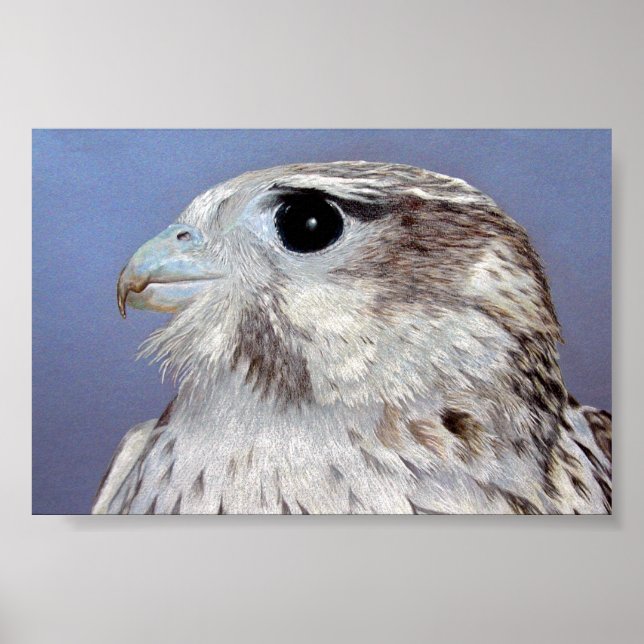 Poster Prairie Falcon (Frente)