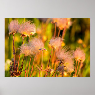 Poster Prairie Smoke Wildflowers In Aspen Grove