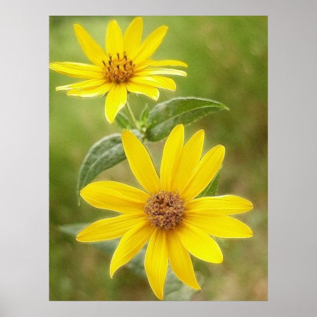 Poster Prairie Sunflower - Helianthus maximilianii (Frente)
