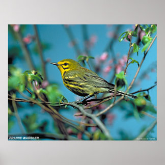 Pôster Prairie Warbler