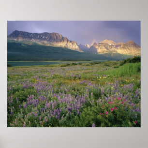 Pôster Prairie Wildflower ao longo do Lago Sherbourne