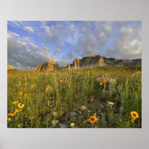 Pôster Prairie Wildflowers in Many Glacier Valley at