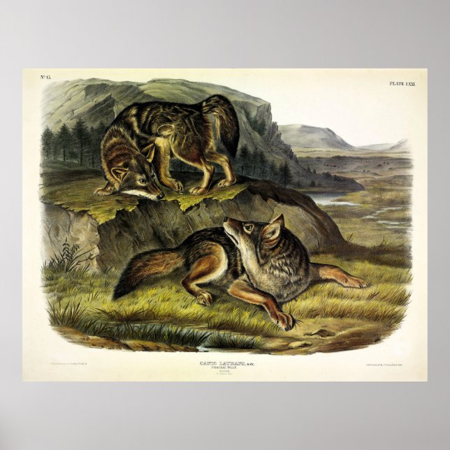 Poster Prairie Wolf (Coyote) dos Quadrupeds de Audubon (Frente)
