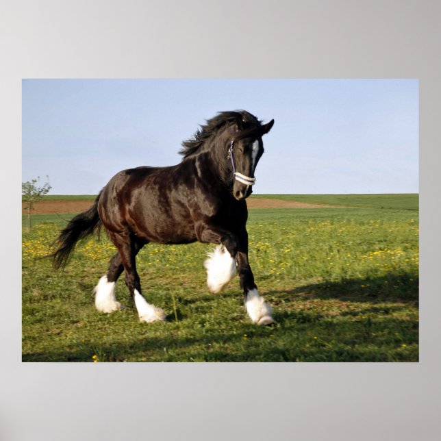 Poster Prancing Clydesdale (Frente)