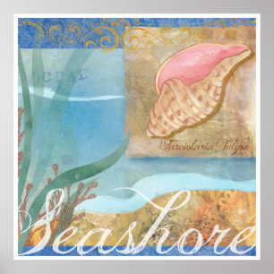 Pôster PraPoster IV, "Seashore com Tulip Shell"