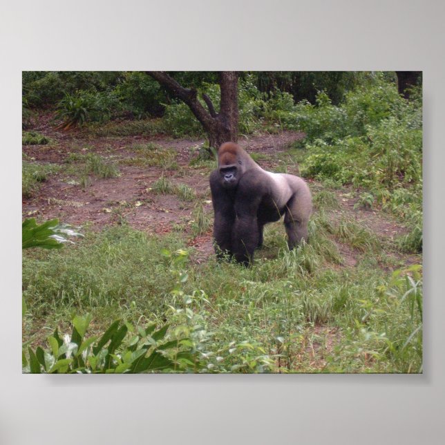 Poster Prata para trás (Frente)