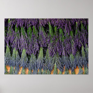 Pôster Prateleira de Secagem de Lavanda