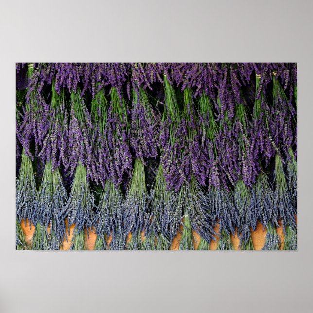 Pôster Prateleira de Secagem de Lavanda (Frente)