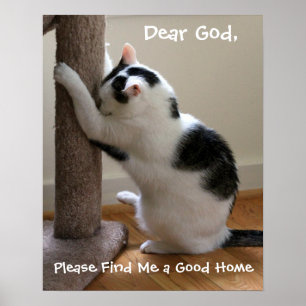 Poster Praying do gato
