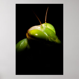 Poster Praying mantis