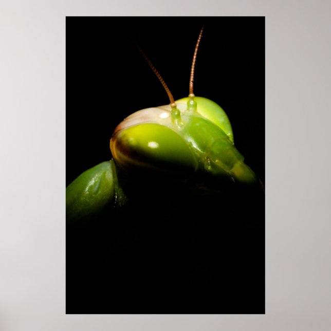 Poster Praying mantis (Frente)