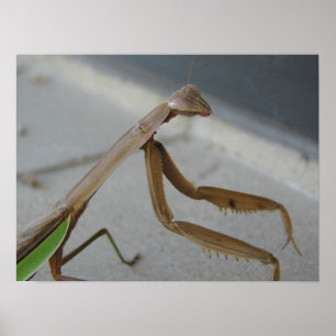 Pôster Praying Mantis Visits the Library
