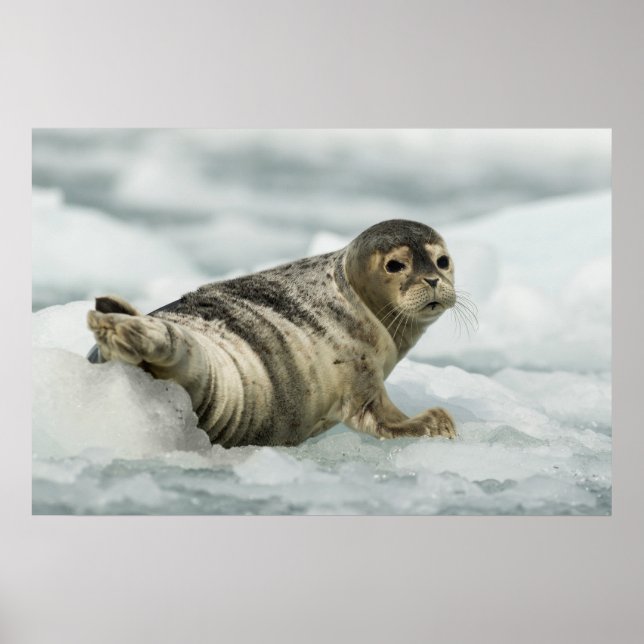 Poster Precioso Baby Seal (Frente)