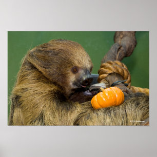 Poster Preguiça com abóbora