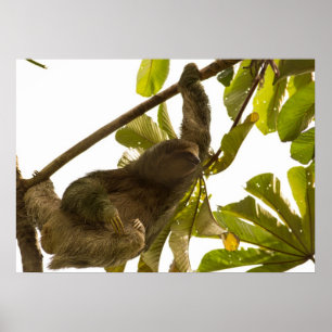 Poster Preguiça Toed três em Costa Rica
