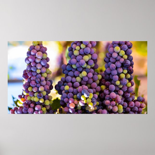 Poster Prendendo feixes de Uvas (Frente)