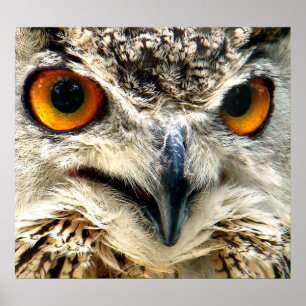 Poster Presa à Vista