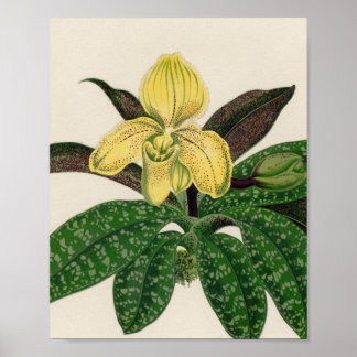 Poster Presente da Planta Flor Amarela