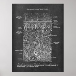 Poster Presente de anatomia da pele humana Dermatologista