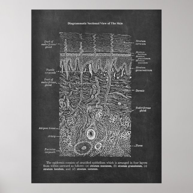 Poster Presente de anatomia da pele humana Dermatologista (Frente)