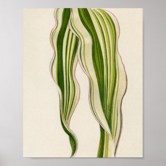 Poster Presente especial para jardinagem de lindas planta