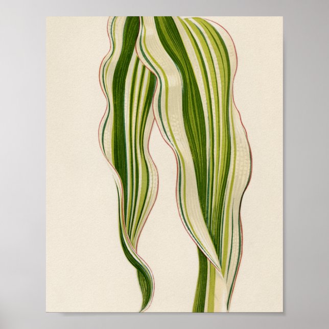 Poster Presente especial para jardinagem de lindas planta (Frente)