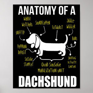 Poster Presente para cães  Anatomia De Dachshund
