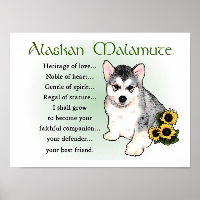 Poster Presentes Alaskan Malamute (Frente)