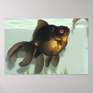 Poster Preto-amarre a carteira do peixe dourado
