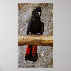 Poster preto atado vermelho do Cockatoo