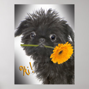 Pôster Preto de Bruxelas Griffon com margarida