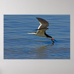 Poster preto do Skimmer