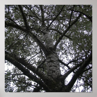 Pôster Preto e branco