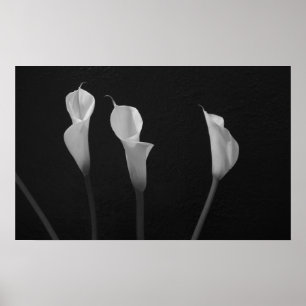 Poster preto e branco das flores