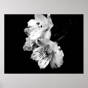 Poster preto e branco do lírio do Alstroemeria