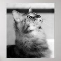 Preto e Branco Fotografia Maine Coon Kitten
