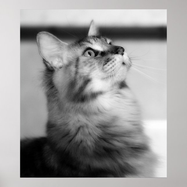 Poster Preto e Branco Fotografia Maine Coon Kitten (Frente)