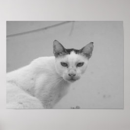 Poster Preto e Branco - Gato 02