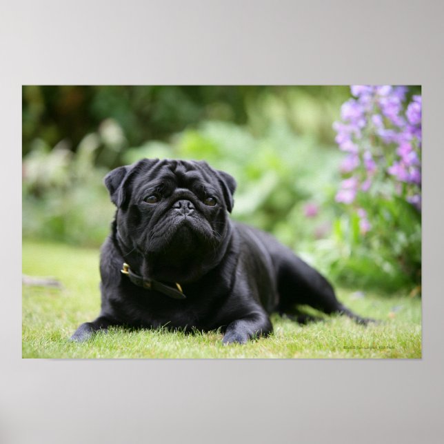 Poster Preto Pug Para Baixo (Frente)
