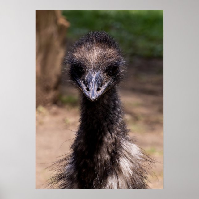 Poster Pretty Bird (Frente)