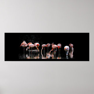 Pôster Pretty Flamingo
