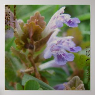 Pôster Pretty Little Henbit