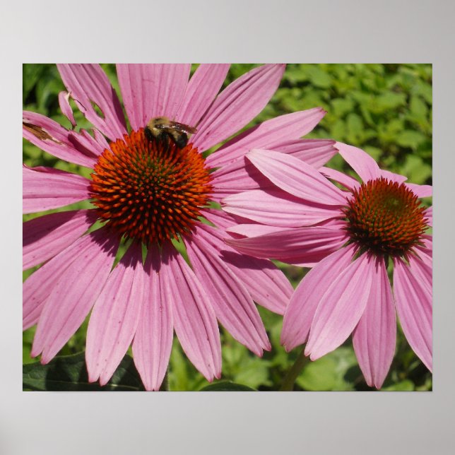 Poster Pretty Pink Petals (Frente)