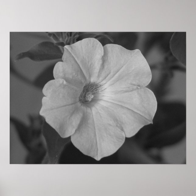 Poster Pretty Purple Petunia (Frente)